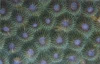 Corail 01